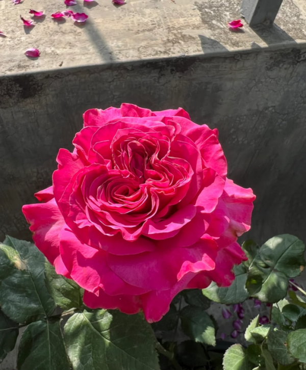 Country Spirit Blue Rose for sale丨Your roses
