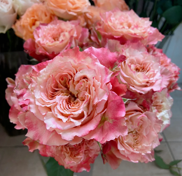 Country Spirit Louise Rose Tan12189 Rose - Image 2