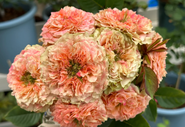 Country Spirit Louise Rose plant丨Your roses