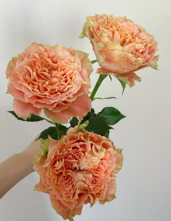 Country Spirit Louise Roses丨Your roses
