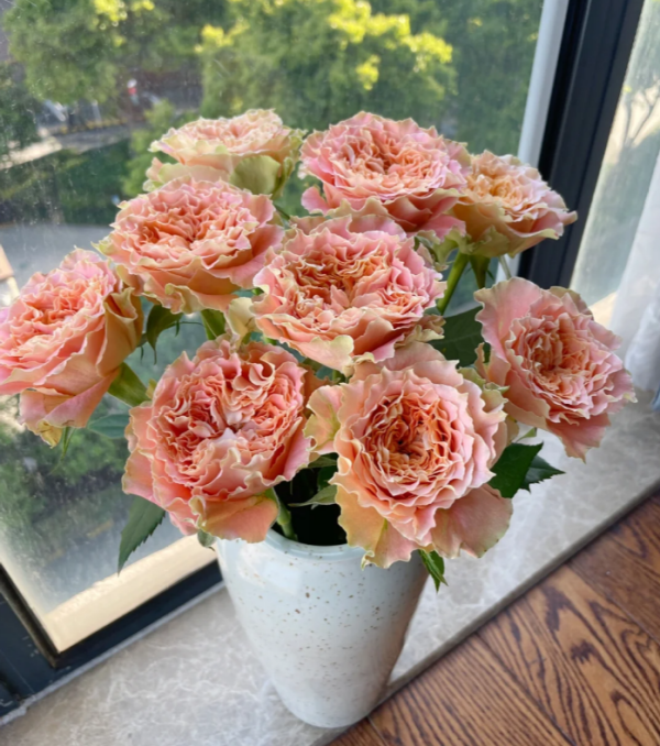 Country Spirit Louise Rose丨Your roses