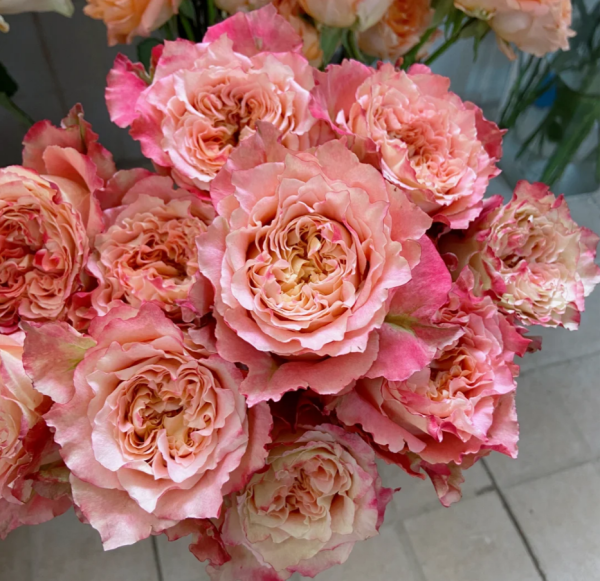 Country Spirit Louise Rose丨Your roses