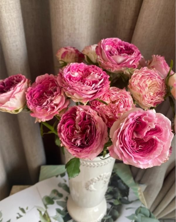 Rose Dory丨Your roses