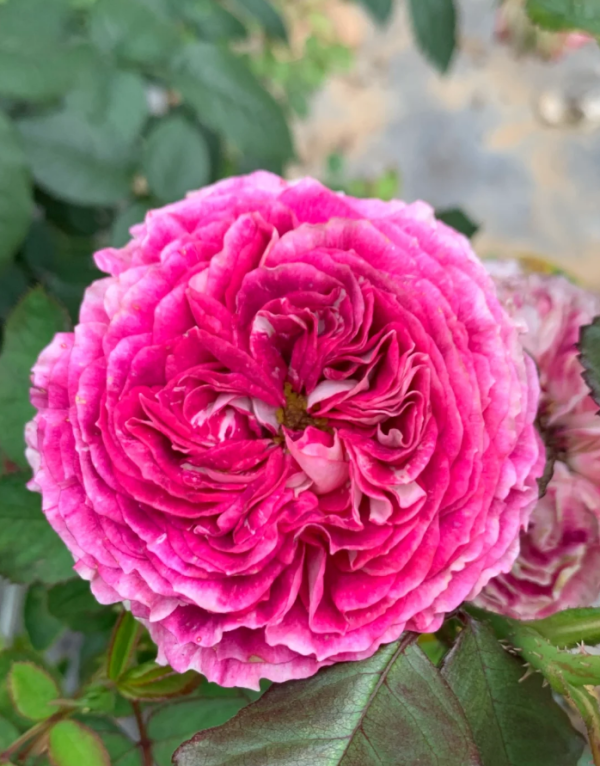 Dory Roses丨Your roses