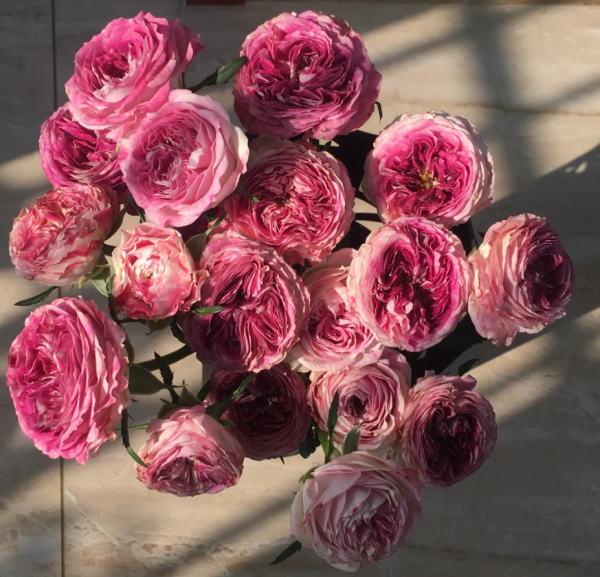 Dory Rose for sale丨Your roses