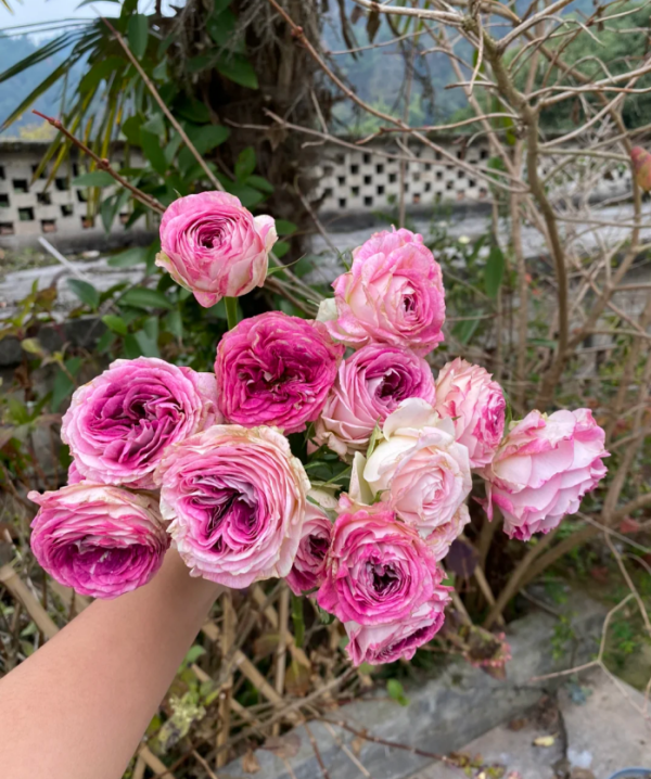 Dory Rose Plant丨Your roses