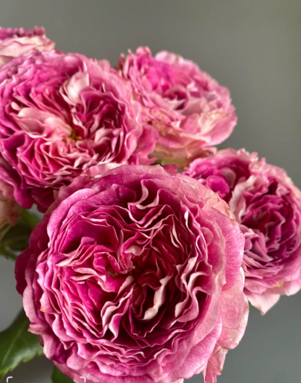 Dory Rose丨Your roses