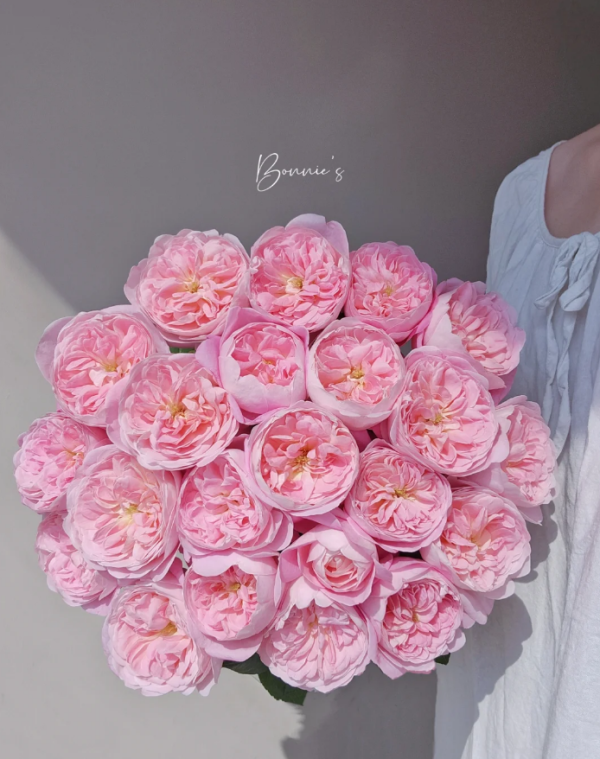 Dream Light Roses丨Your roses