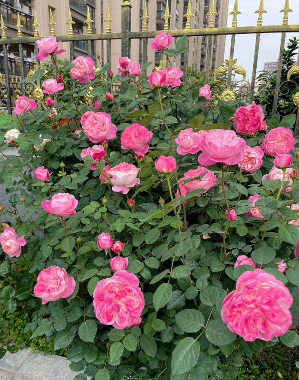 Dream Light Rose for sale丨Your roses