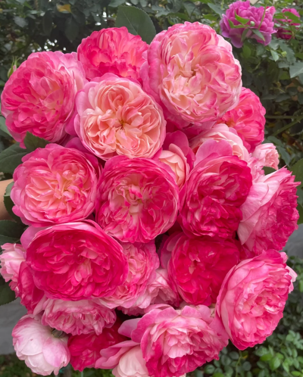 Dream Light Rose Plant丨Your roses