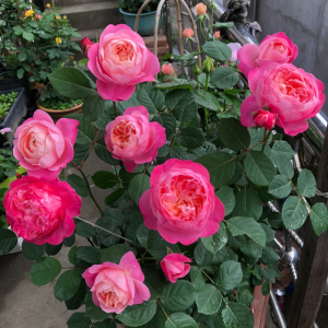 Dream Light Rose丨Your roses