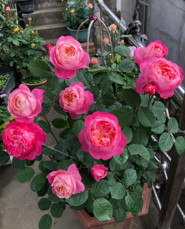 Dream Light Rose丨Your roses