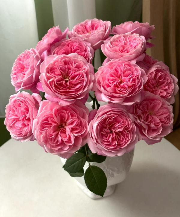 Rose Dream Light丨Your roses