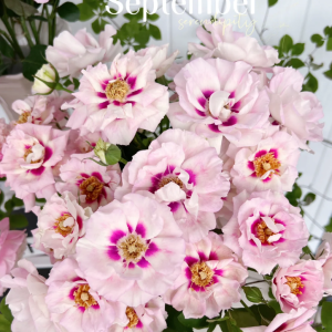 Eyes for You Rose丨Your roses