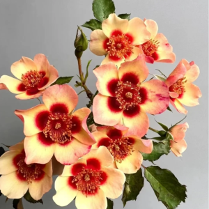 Fancy Babylon Eyes Rose丨Your roses