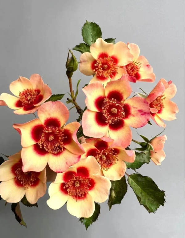 Fancy Babylon Eyes Rose丨Your roses