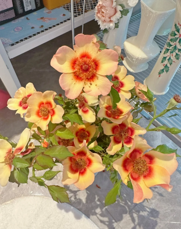 Fancy Babylon Eyes Rose for sale丨Your roses