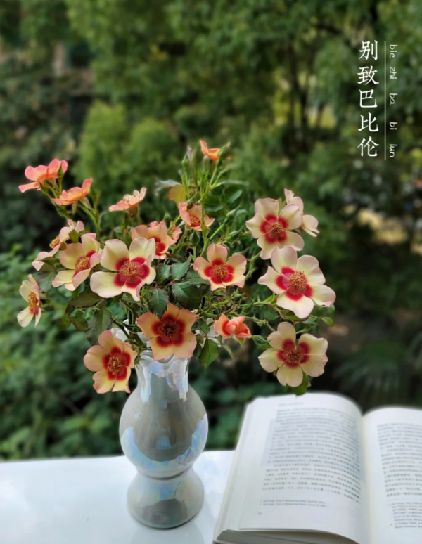 Fancy Babylon Eyes Roses丨Your roses