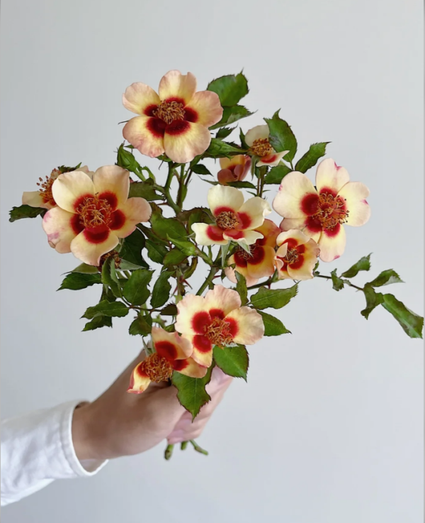 Rose Fancy Babylon Eyes丨Your roses