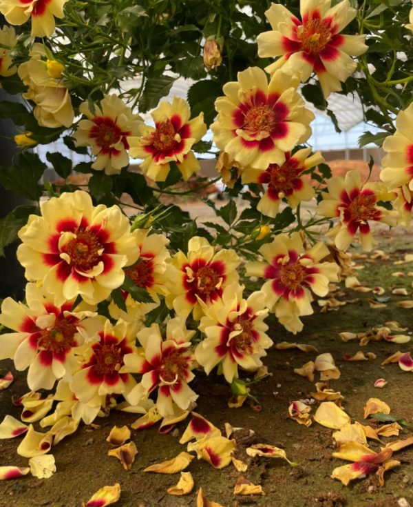 Sunset Babylon Eye Roses丨Your roses