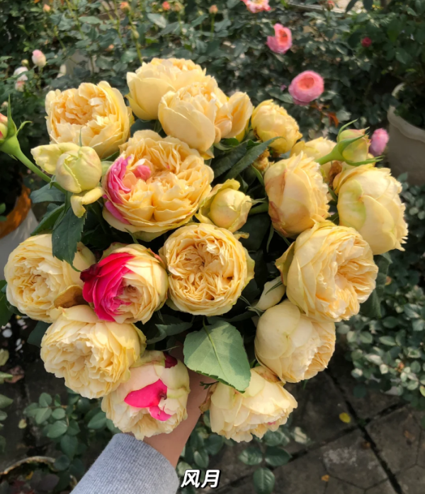 Fengetsu Roses丨Your roses