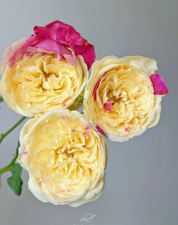 Fengetsu Rose丨Your roses