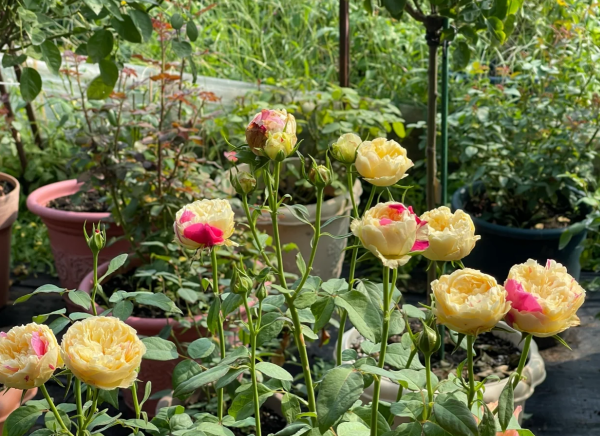 Fengetsu Rose Plant丨Your roses