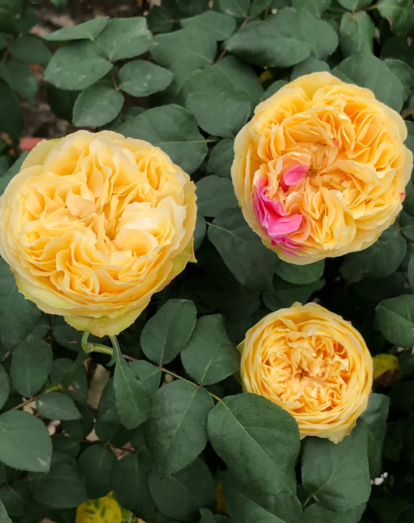 Fengetsu Rose for sale丨Your roses