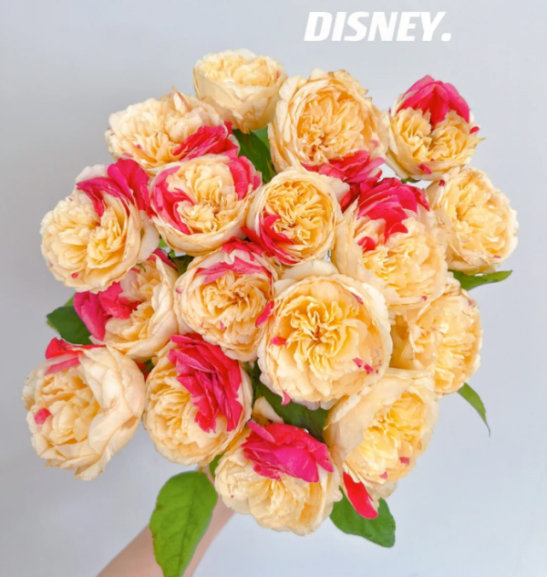 Fengetsu Rose丨Your roses