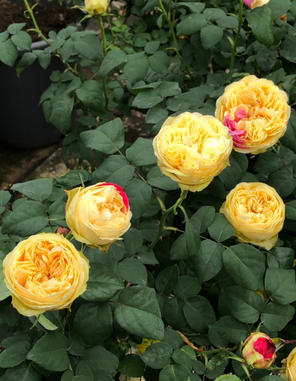 Rose Fengetsu丨Your roses