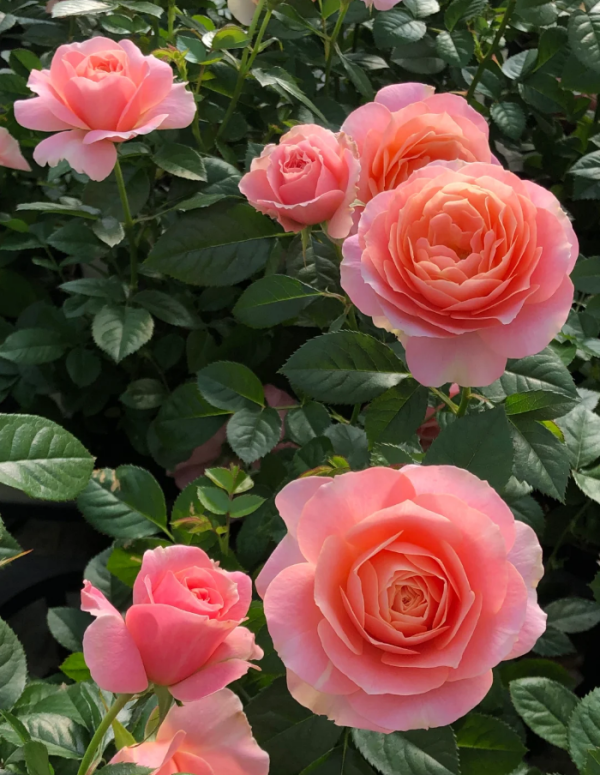 Fiesta Terrazza Rose Plant丨Your roses