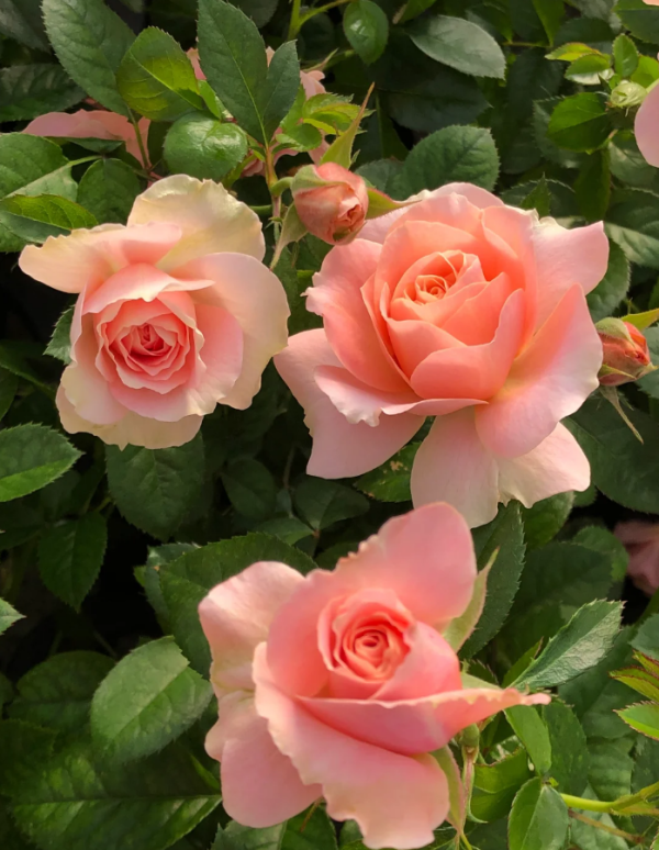 Fiesta Terrazza Rose for sale丨Your roses