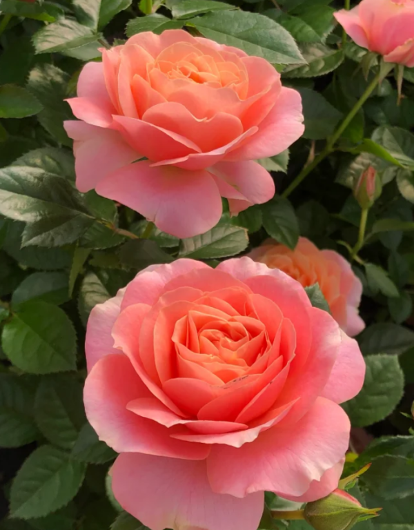 Fiesta Terrazza Roses丨Your roses