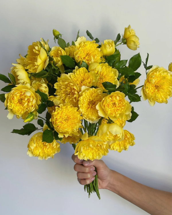 Fireworks Ruffles Rose for sale丨Your roses