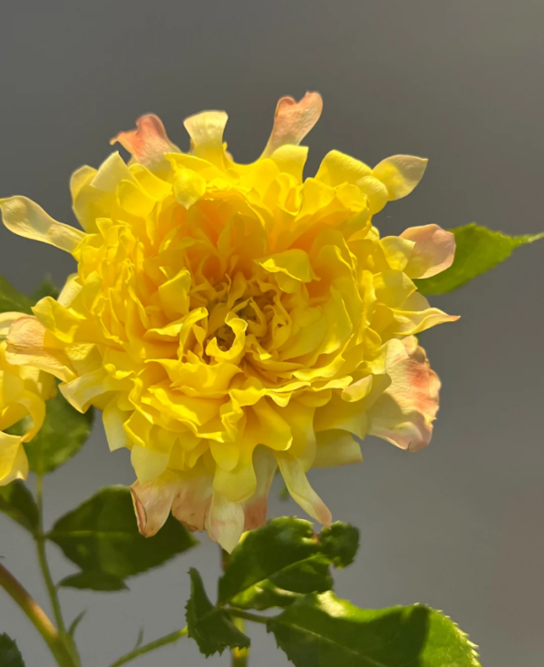 Rose Fireworks Ruffles丨Your roses