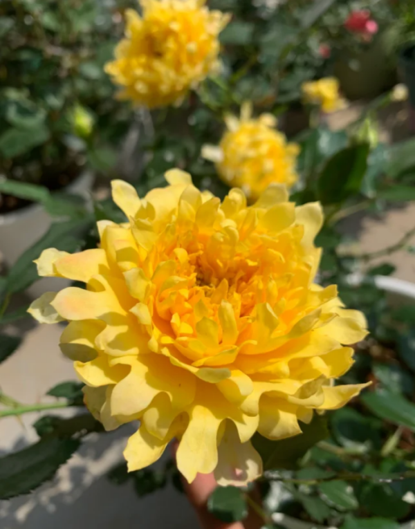 Fireworks Ruffles Rose Plant丨Your roses