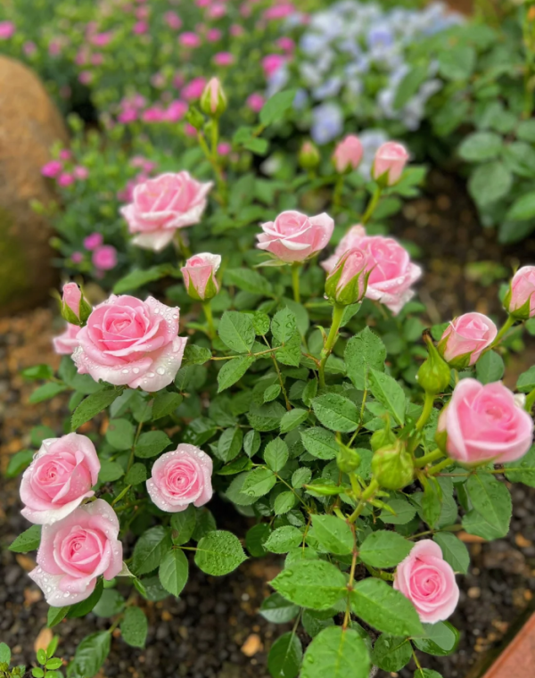 Flamingo Jewel Roses丨Your roses