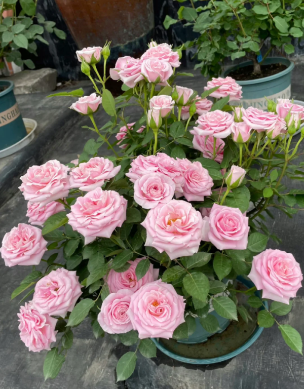 Rose Flamingo Jewel丨Your roses