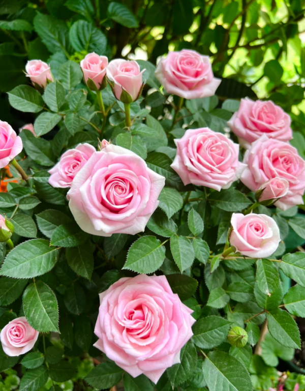 Flamingo Jewel Rose丨Your roses
