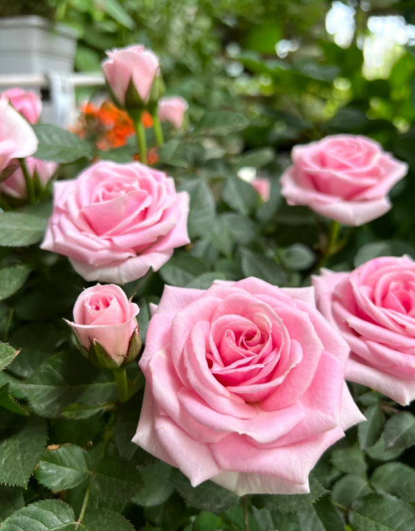 Flamingo Jewel Rose plant丨Your roses