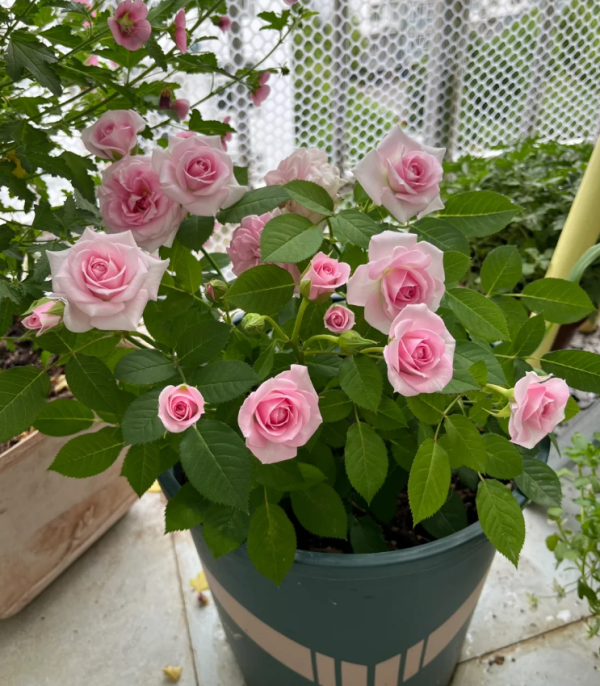 Flamingo Jewel Rose for sale丨Your roses