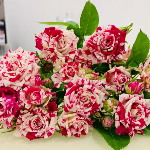 Flash Dance Rose丨Your roses