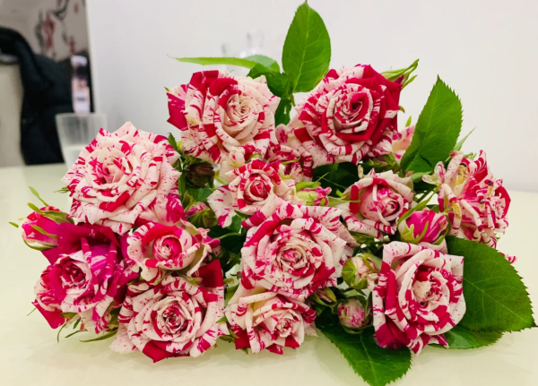 Flash Dance Rose丨Your roses