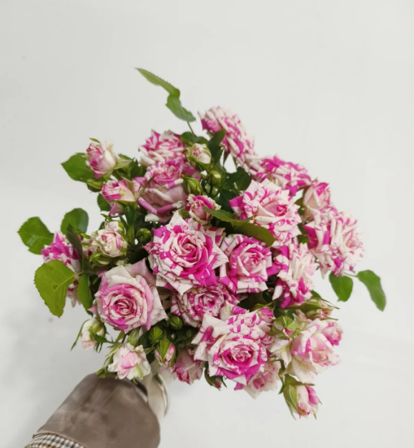 Rose Flash Dance丨Your roses
