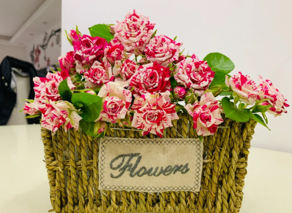 Flash Dance Roses丨Your roses