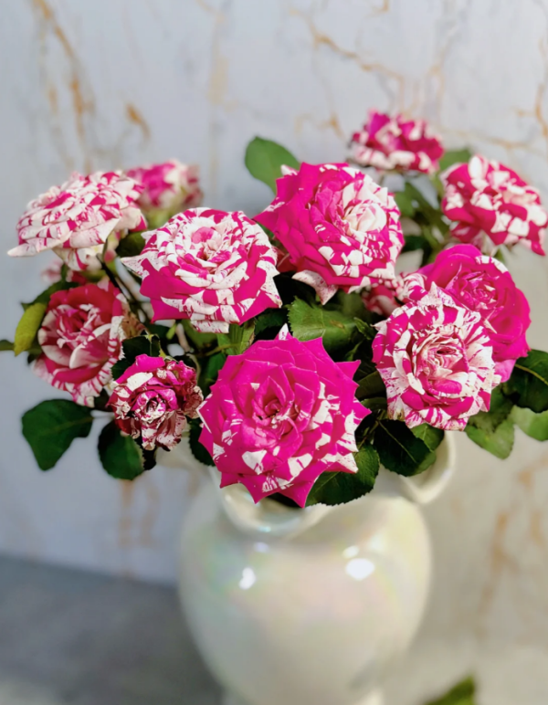 Flash Dance Rose Plant丨Your roses