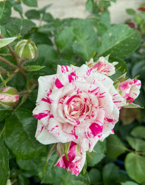 Flash Dance Rose for sale丨Your roses