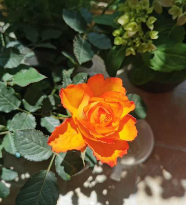 Forever Estoril Rose plant丨Your roses