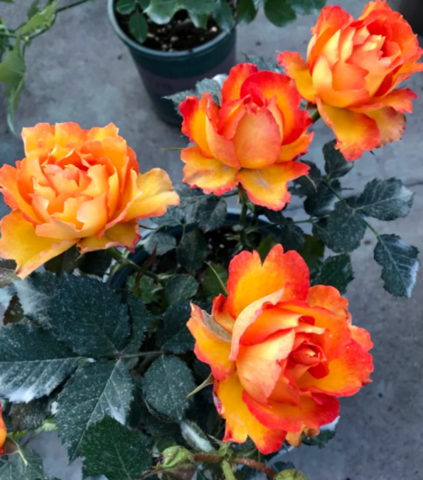 Forever Estoril Rose for sale丨Your roses