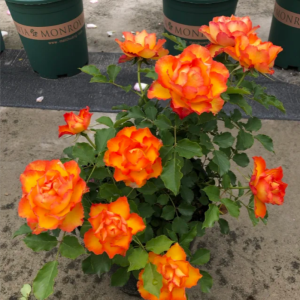 Forever Estoril Rose丨Your roses